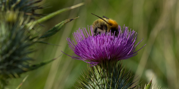 Close-up of bee landing on thistle
