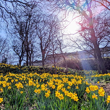 Gardens in front of Craiglockhart campus with the sun shining through the trees and daffodils in bloom