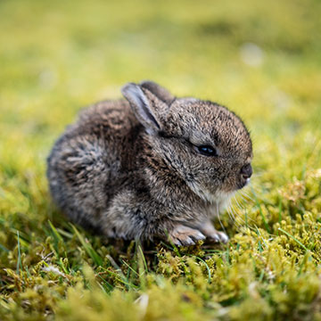 A tiny bunny rabbit sitting on grass