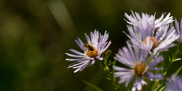 Honey bee landing on purple flower